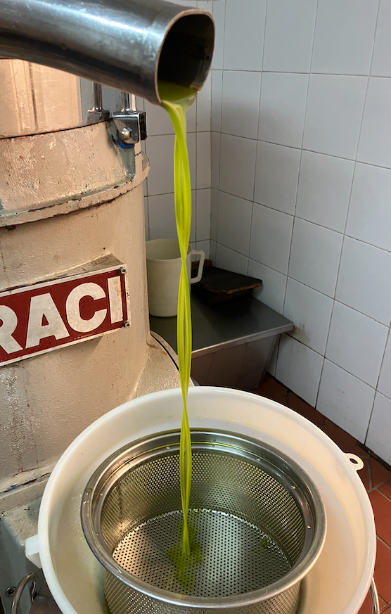 Olio extra vergine di oliva, olio appena franto, olio nuovo