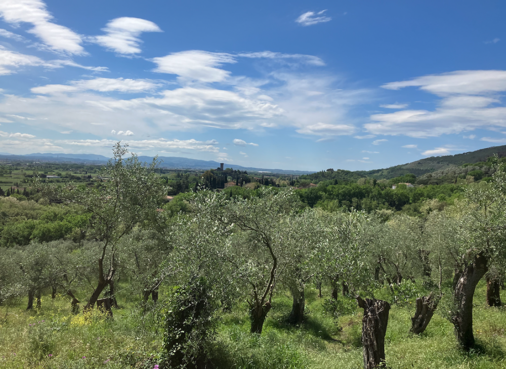 Oliveto con vista su Vicopisano, Sant'Andrea