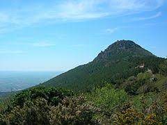 MONTE PISANO, OLIO, OLIVICOLTURA